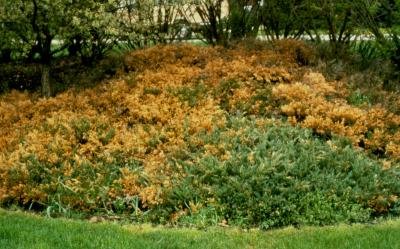 Phomopsis blight of juniper.